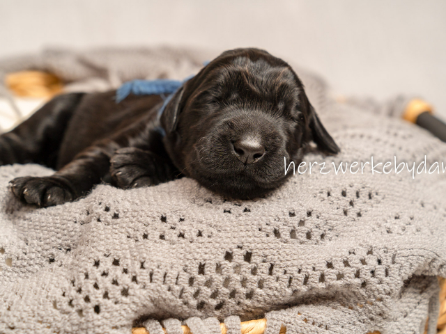 Herr Blau nach 10 Tagen